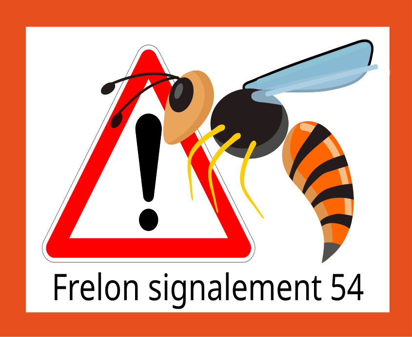 Frelon asiatique en Meurthe-&-Moselle